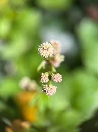 Attēlu rezultāti vaicājumam “Sanicula europaea fruit”