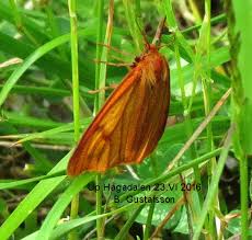 Attēlu rezultāti vaicājumam “Diacrisia sannio female”