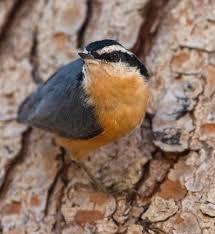 Image result for Sitta canadensis