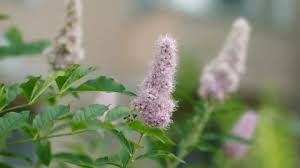 Attēlu rezultāti vaicājumam “Spiraea salicifolia flower”