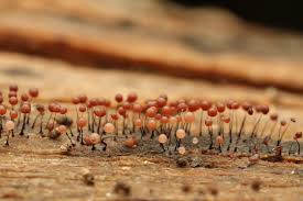 Attēlu rezultāti vaicājumam “Stemonitopsis aequalis var. microspora macro”