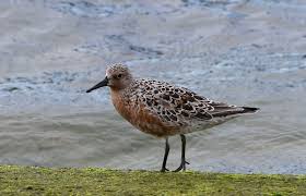 Attēlu rezultāti vaicājumam “Calidris canutus adult”