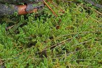 Attēlu rezultāti vaicājumam “Barbilophozia barbata”