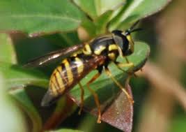 Attēlu rezultāti vaicājumam “Chrysotoxum sp.”
