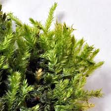 Attēlu rezultāti vaicājumam “Taxiphyllum wissgrillii”