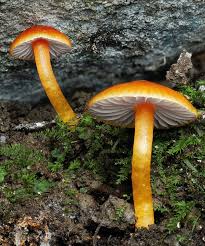 Attēlu rezultāti vaicājumam “Hygrocybe sp.”