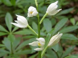 Attēlu rezultāti vaicājumam “Cephalanthera longifolia”