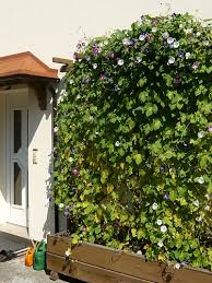 Image result for Ipomoea purpurea