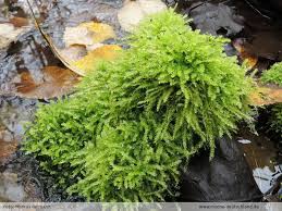 Attēlu rezultāti vaicājumam “Oxyrrhynchium hians var. rigidum”