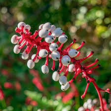 Image result for Christophskraut