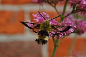 Attēlu rezultāti vaicājumam “Hemaris fuciformis”