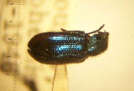 Attēlu rezultāti vaicājumam “Necrobia violacea”