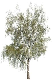 Attēlu rezultāti vaicājumam “Betula pendula”