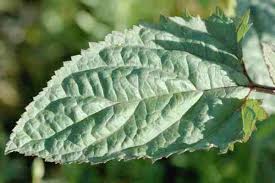 Attēlu rezultāti vaicājumam “Scrophularia nodosa leaf”