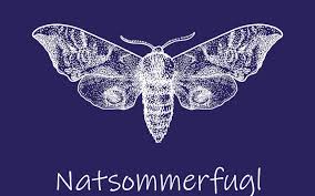 Attēlu rezultāti vaicājumam “Gelechia rhombella”