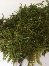 Attēlu rezultāti vaicājumam “Calliergonella cuspidata”