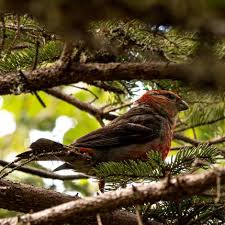 Image result for Pinicola enucleator