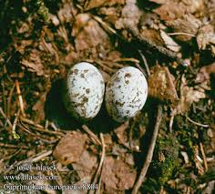 Attēlu rezultāti vaicājumam “Caprimulgus europaeus eggs”