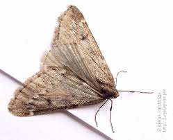 Attēlu rezultāti vaicājumam “Alsophila aescularia”