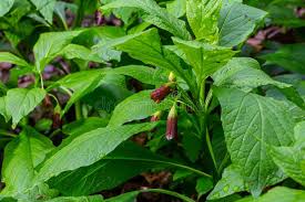 Attēlu rezultāti vaicājumam “Scopolia carniolica”