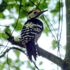 Attēlu rezultāti vaicājumam “Dendrocopos leucotos”