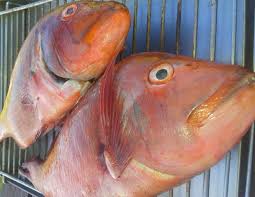 Image result for Chrysoblephus laticeps