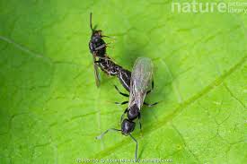 Attēlu rezultāti vaicājumam “Formicidae”