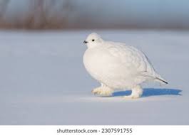 Image result for Lagopus lagopus