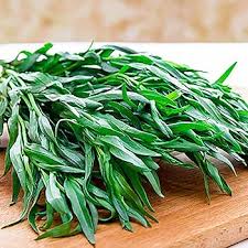 Image result for selvatici tehron