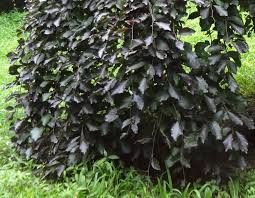 Attēlu rezultāti vaicājumam “Fagus sylvatica fo. purpurea”