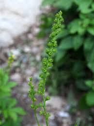 Attēlu rezultāti vaicājumam “Agrimonia pilosa leaf”