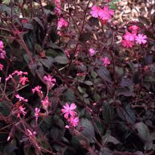 Attēlu rezultāti vaicājumam “Silene dioica leaf”