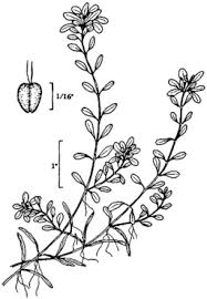 Attēlu rezultāti vaicājumam “Callitriche verna flower”