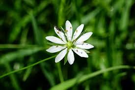 Attēlu rezultāti vaicājumam “Stellaria graminea flower”