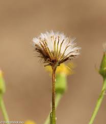 Attēlu rezultāti vaicājumam “Senecio viscosus flower”