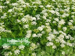 Image result for Chaerophyllum aureum