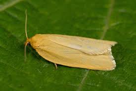 Attēlu rezultāti vaicājumam “Aphelia paleana”