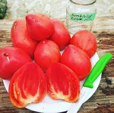 Afbeeldingsresultaat voor anna russian tomato