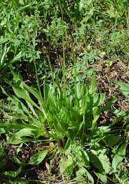 Attēlu rezultāti vaicājumam “Plantago lanceolata bud”