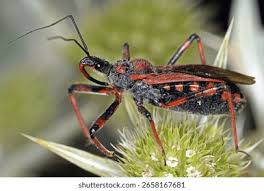 Attēlu rezultāti vaicājumam “Rhynocoris annulatus”