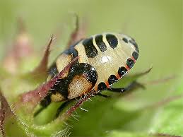 Attēlu rezultāti vaicājumam “Tritomegas bicolor nymph”