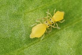 Attēlu rezultāti vaicājumam “Symphypleona”