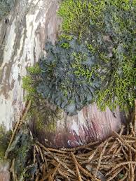 Attēlu rezultāti vaicājumam “Leptogium lichenoides”