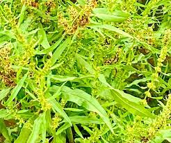 Attēlu rezultāti vaicājumam “Rumex maritimus fruit”