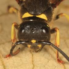 Attēlu rezultāti vaicājumam “Ancistrocerus sp. male”