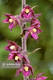 Attēlu rezultāti vaicājumam “Epipactis atrorubens leaf”