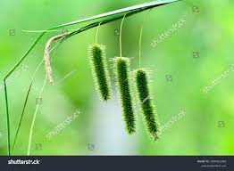 Attēlu rezultāti vaicājumam “Carex pseudocyperus female flower”