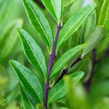 Attēlu rezultāti vaicājumam “Lonicera caerulea var. pallasii leaf”