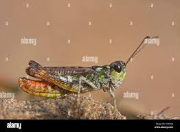 Attēlu rezultāti vaicājumam “Myrmeleotettix maculatus”