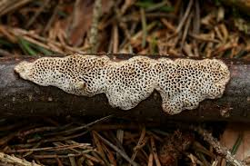 Attēlu rezultāti vaicājumam “Datronia mollis”